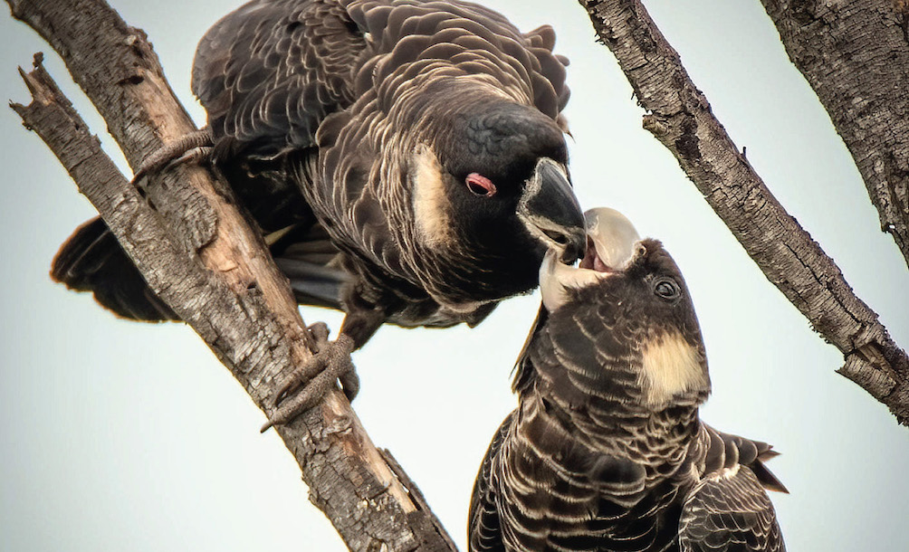 Cockatoos feeding each other