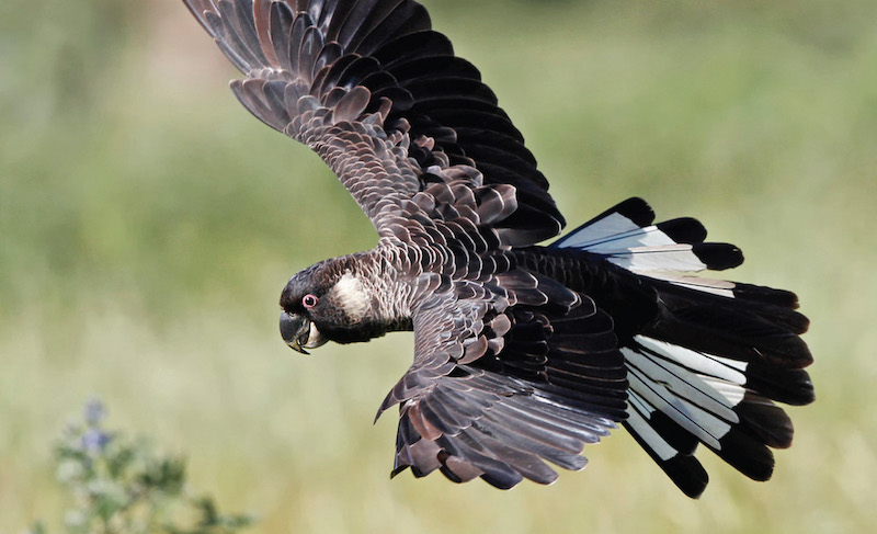 Black Cockatoo flying with tail featers fanned out