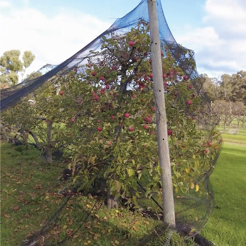 Netted orchard